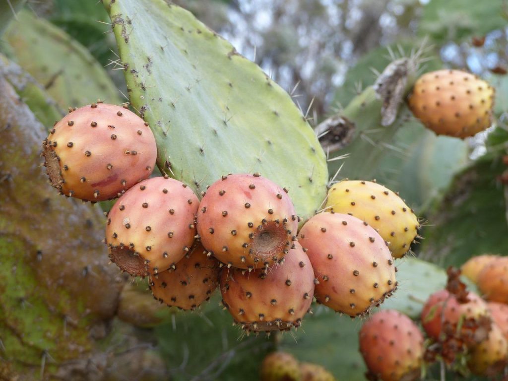 figs, cactus, prickly pears-949843.jpg